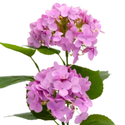 Kunstig Plante Hortensia i Lyserød (H41cm)