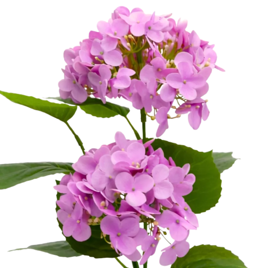 Kunstig Plante Hortensia i Lyserød (H41cm)
