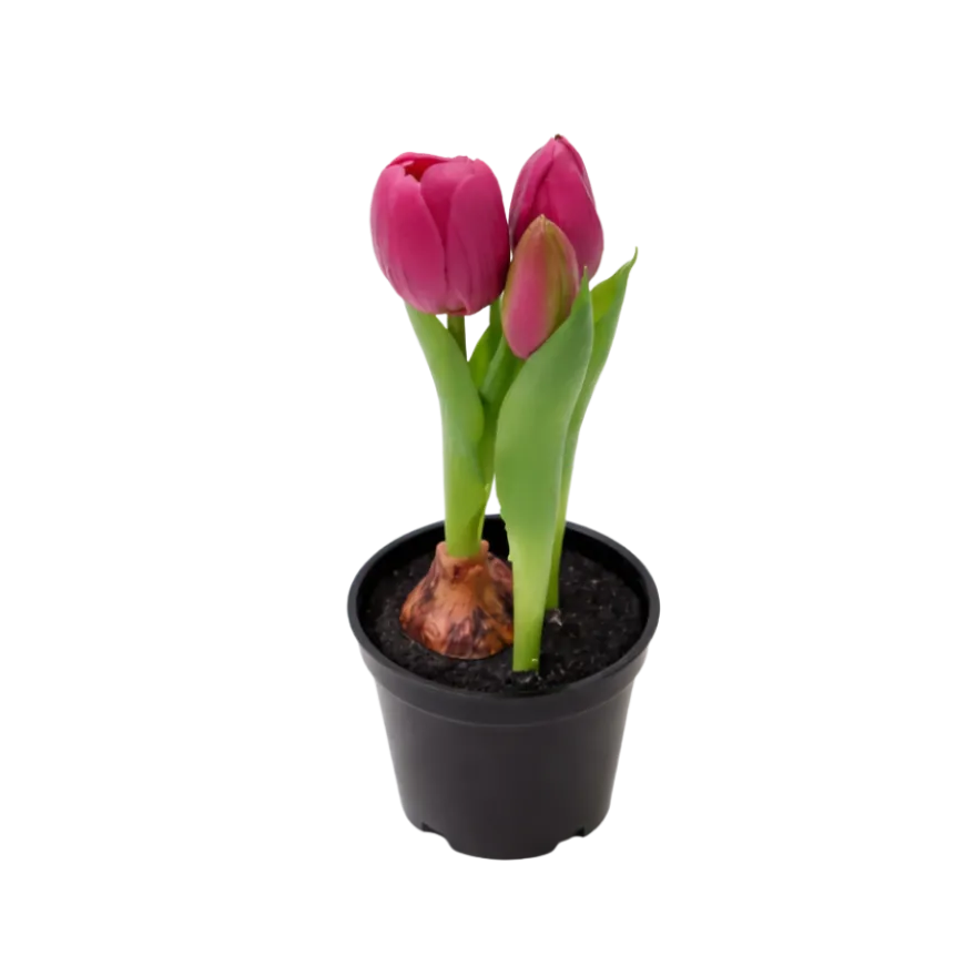 Kunstig Plante Tulipaner i Lyserød (H21cm)
