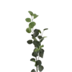 3 stk. Eucalyptus Grene I Grøn (H78cm)
