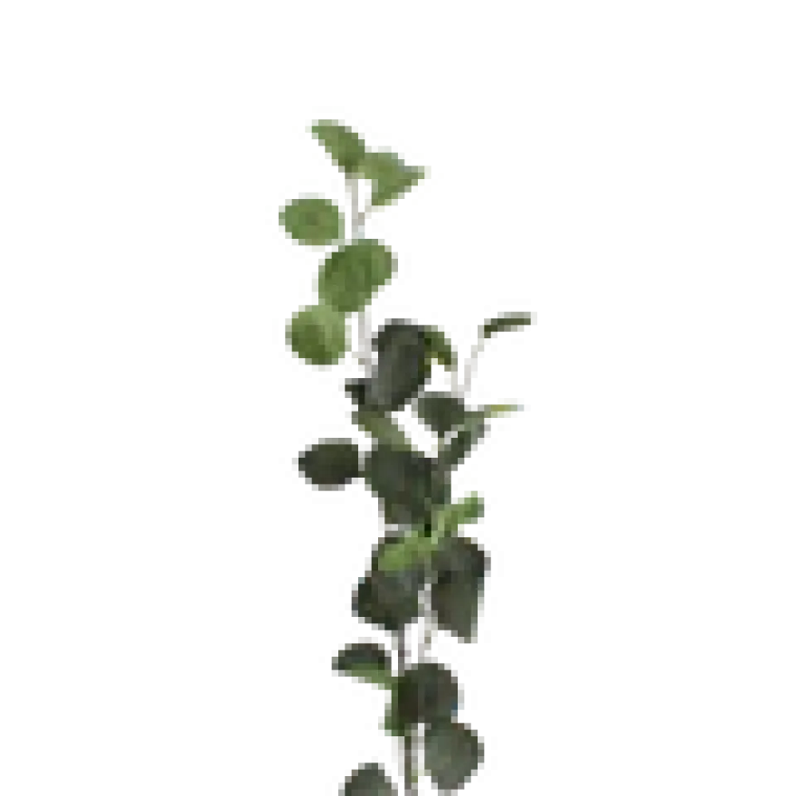 3 stk. Eucalyptus Grene I Grøn (H78cm)