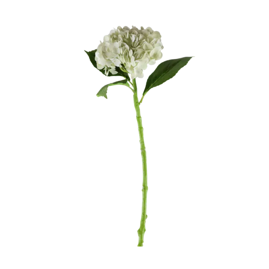 3 stk. Hortensia Blomsteri Hvid