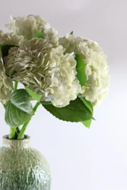 3 stk. Hortensia Blomsteri Hvid