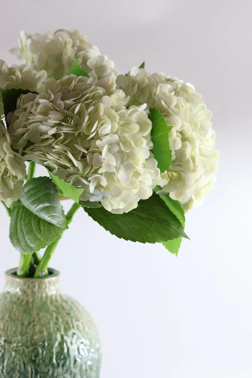 3 stk. Hortensia Blomsteri Hvid