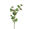 3 stk. Ranunkel Blomster i Champagne Farve (73cm)