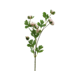3 stk. Ranunkel Blomster i Champagne Farve (73cm)
