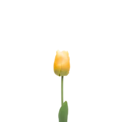 3 stk. Tulipaner i Gul (H48cm)