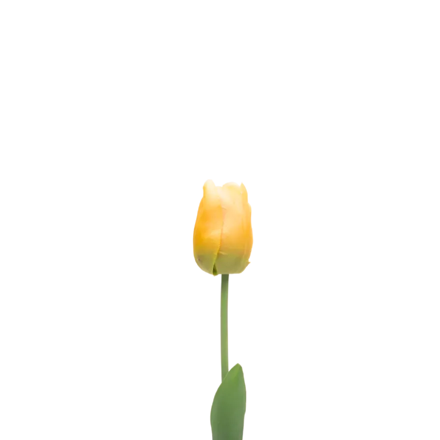 3 stk. Tulipaner i Gul (H48cm)